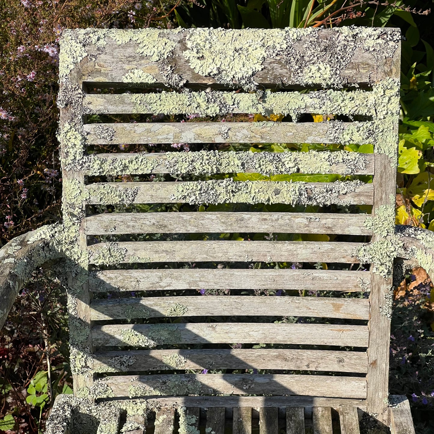 Pair of Teak Chairs with Incredible Lichens Mid-20th Century