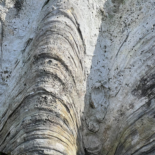 Pair of ‘Tridacna gigas’ Giant Clam Shells c.1900