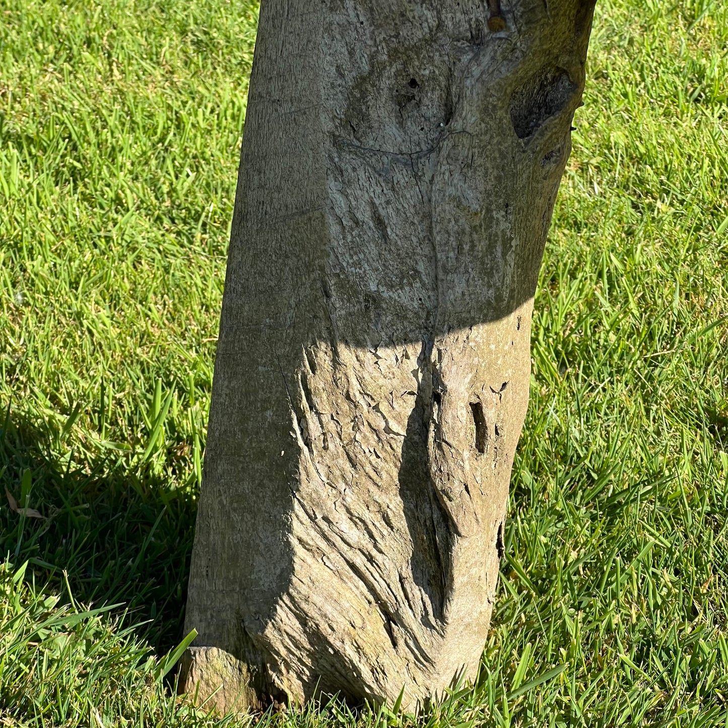 Primitive Organically Formed Root Bench