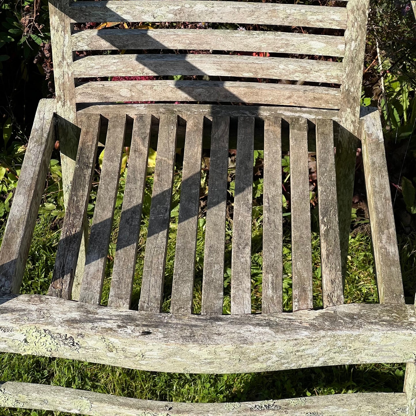 Pair of Teak Chairs with Incredible Lichens Mid-20th Century