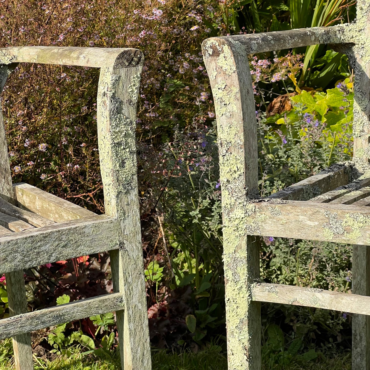 Pair of Teak Chairs with Incredible Lichens Mid-20th Century
