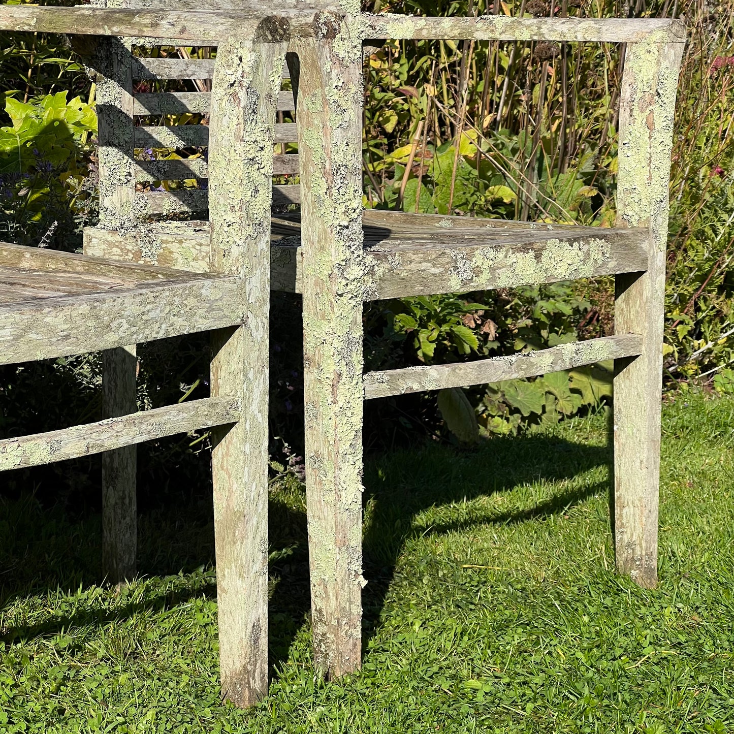 Pair of Teak Chairs with Incredible Lichens Mid-20th Century