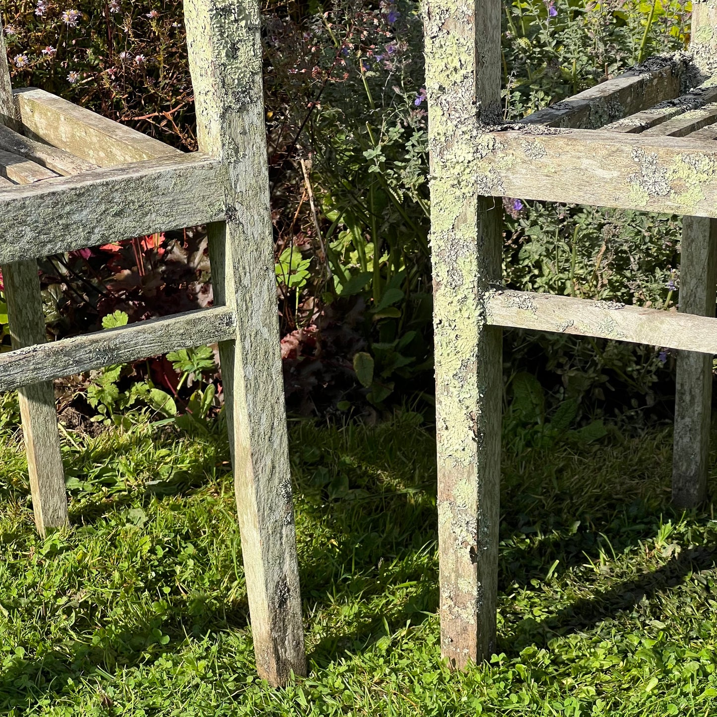Pair of Teak Chairs with Incredible Lichens Mid-20th Century