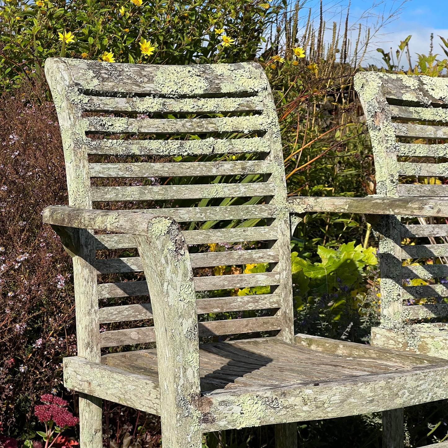 Pair of Teak Chairs with Incredible Lichens Mid-20th Century