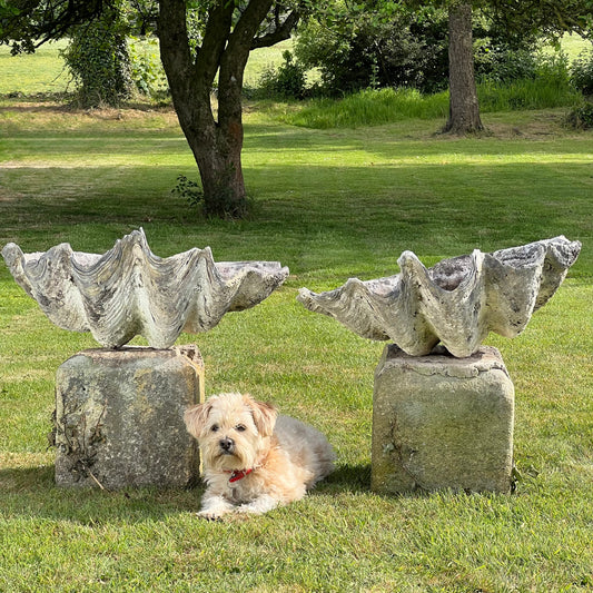 Pair of ‘Tridacna gigas’ Giant Clam Shells c.1900
