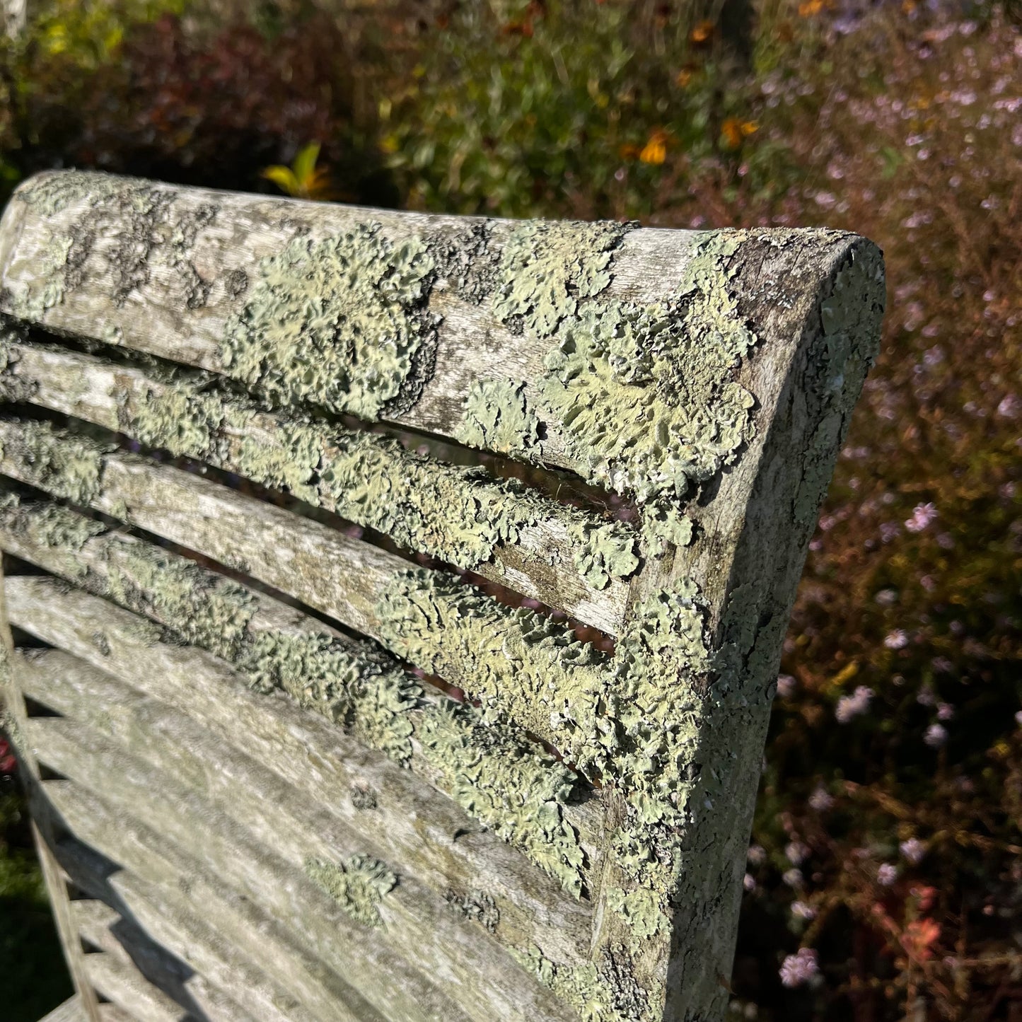 Pair of Teak Chairs with Incredible Lichens Mid-20th Century