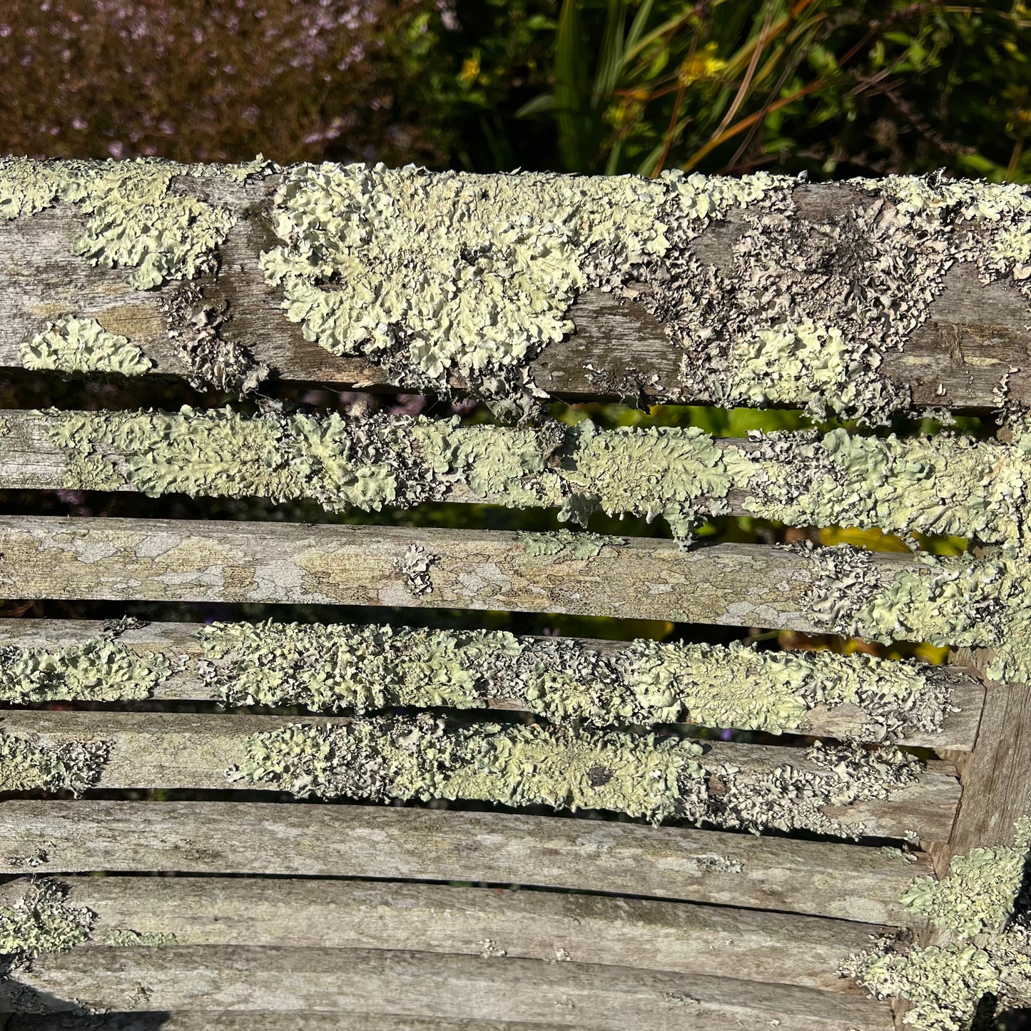 Pair of Teak Chairs with Incredible Lichens Mid-20th Century
