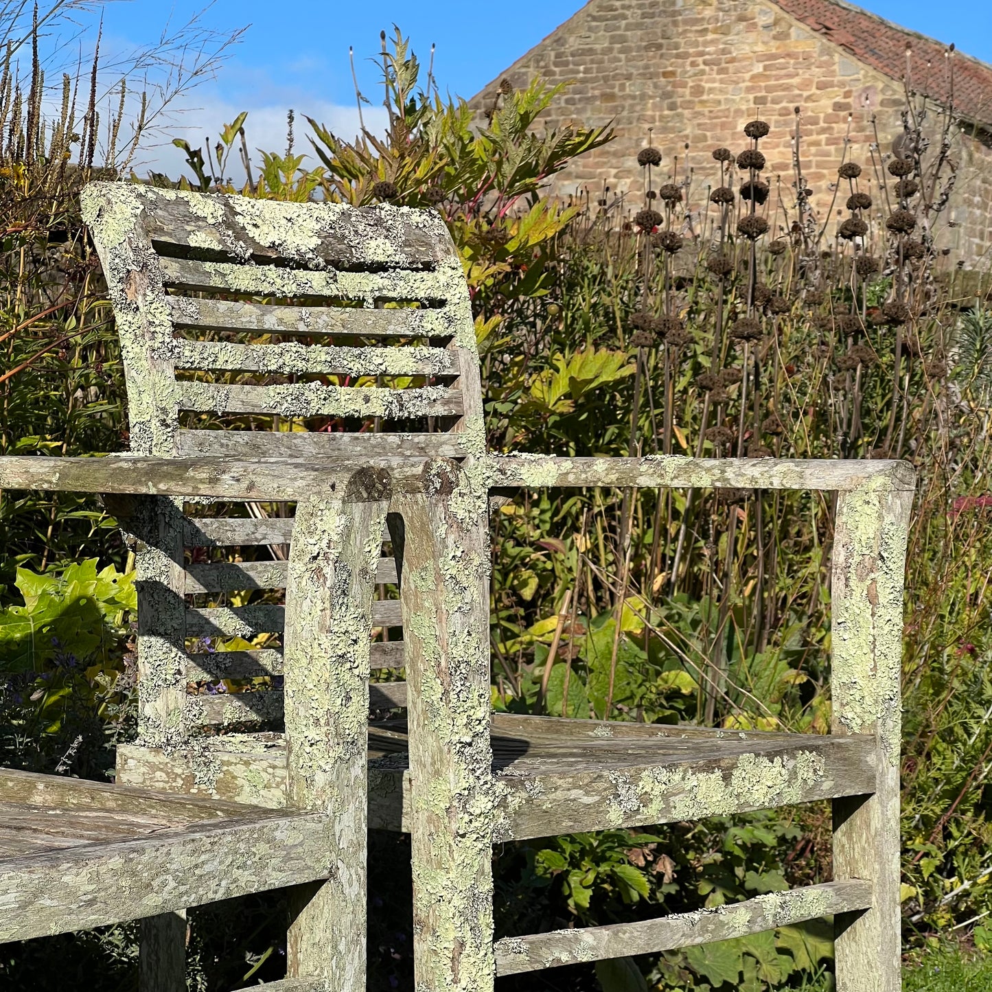 Pair of Teak Chairs with Incredible Lichens Mid-20th Century