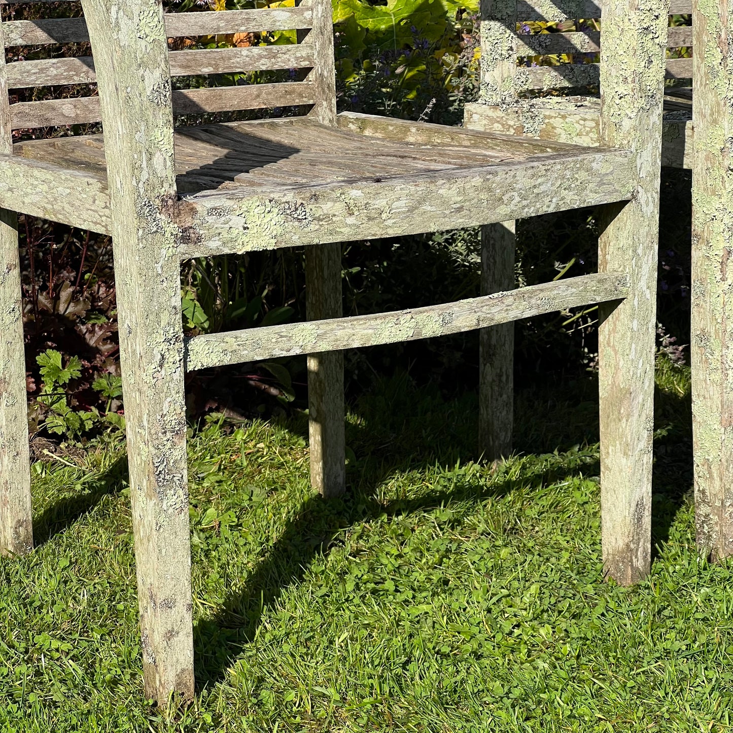 Pair of Teak Chairs with Incredible Lichens Mid-20th Century