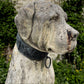 Pair of English Mastiff Guardian Statues with Bronze Collars