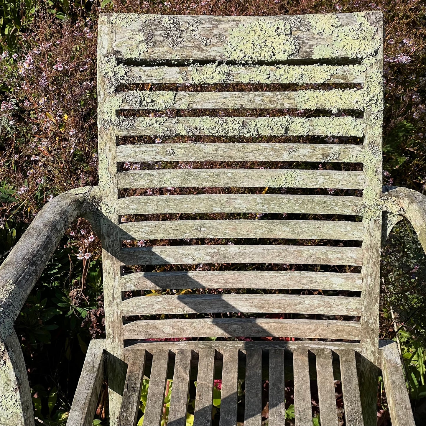 Pair of Teak Chairs with Incredible Lichens Mid-20th Century