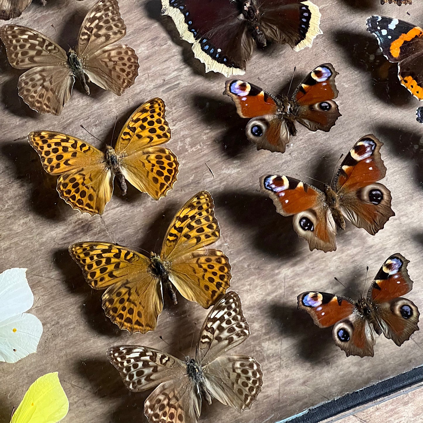 Vintage Butterfly Case I - Formerly Museum Collection Mid 20th Century