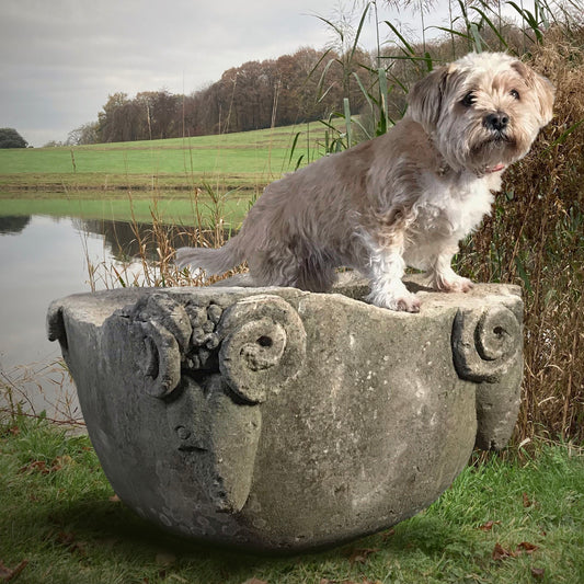 12th Century Rams Head Font