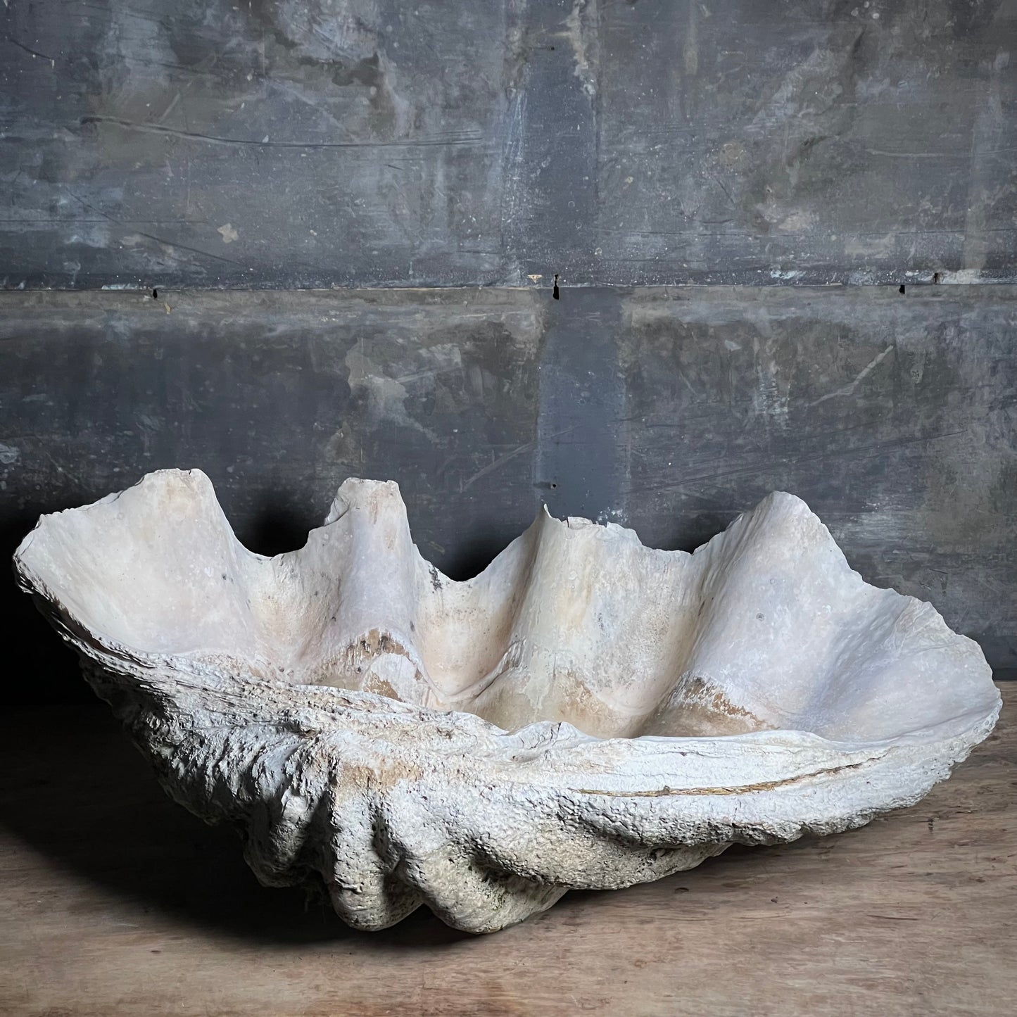 Enormous Antique Giant Clam Shell ‘Tridacna Gigas’