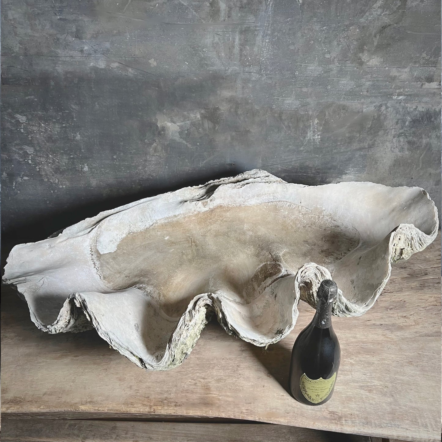 Enormous Antique Giant Clam Shell ‘Tridacna Gigas’