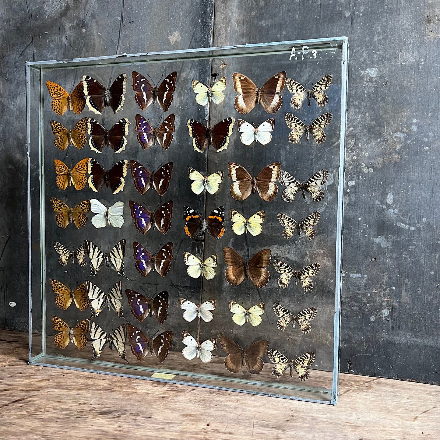 Vintage Butterfly Case III - Formerly Museum Collection Mid 20th Century