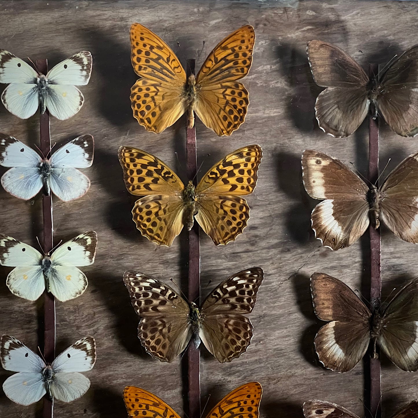 Vintage Butterfly Case II - Formerly Museum Collection Mid 20th Century