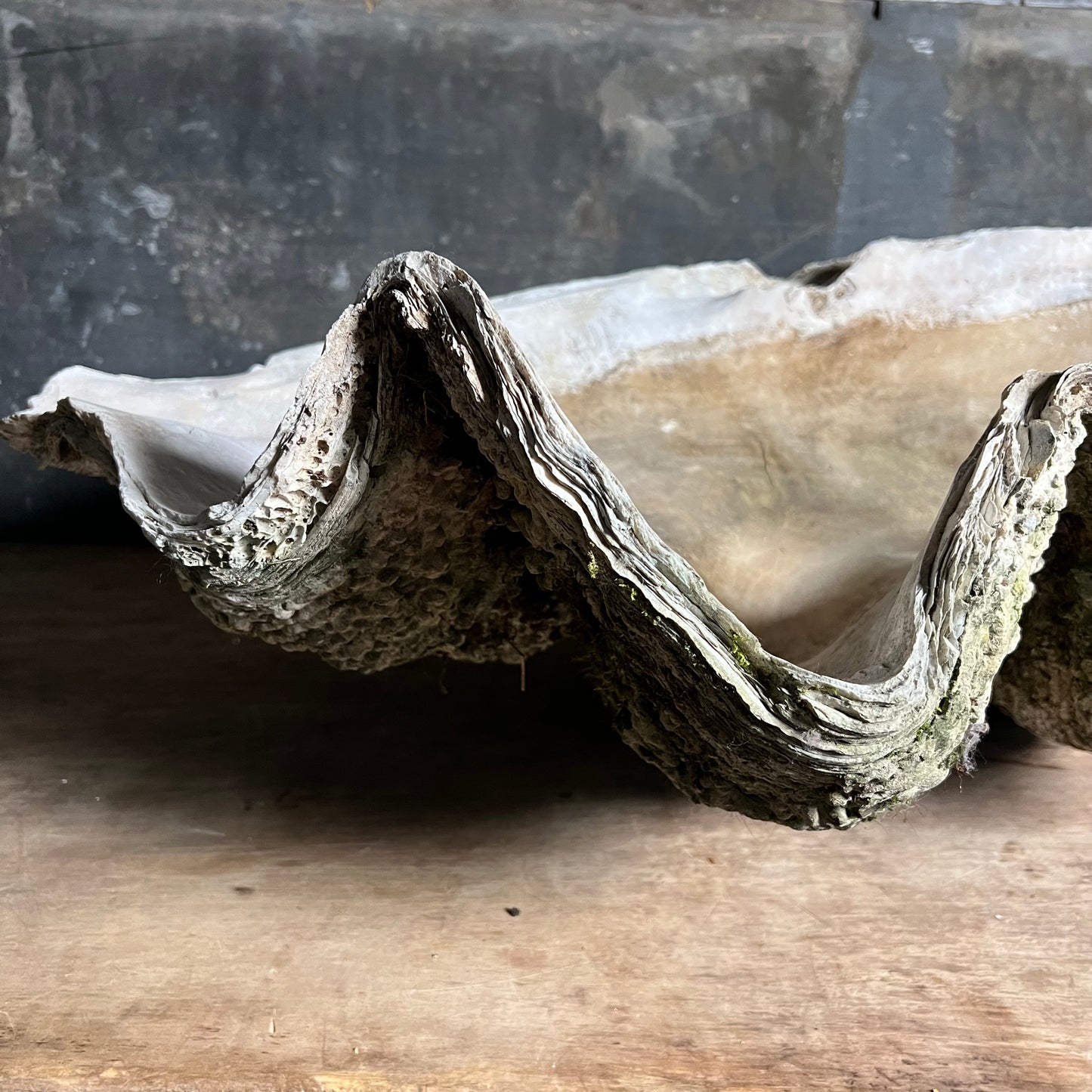 Enormous Antique Giant Clam Shell ‘Tridacna Gigas’