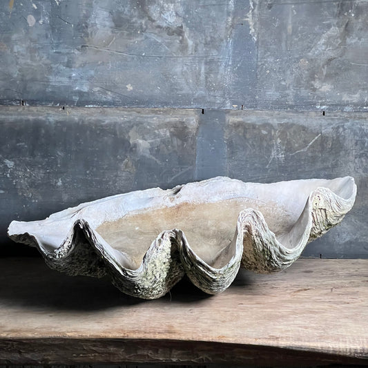 Enormous Antique Giant Clam Shell ‘Tridacna Gigas’