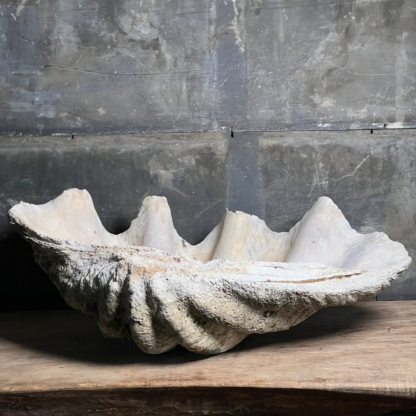 Enormous Antique Giant Clam Shell ‘Tridacna Gigas’