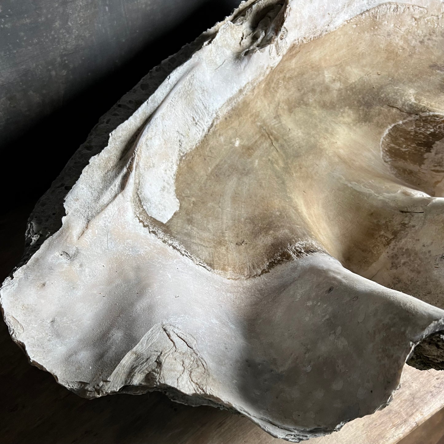 Enormous Antique Giant Clam Shell ‘Tridacna Gigas’