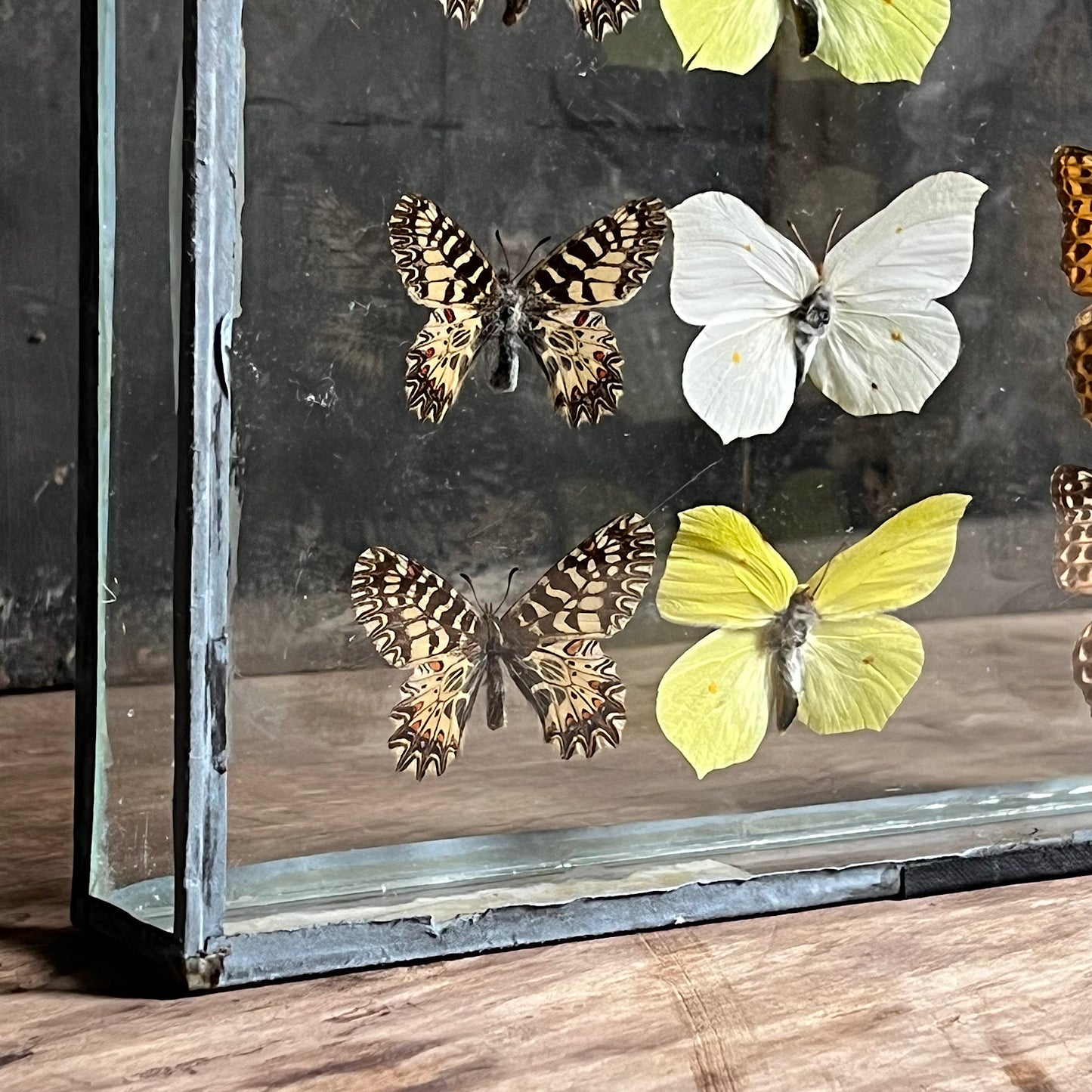 Vintage Butterfly Case I - Formerly Museum Collection Mid 20th Century