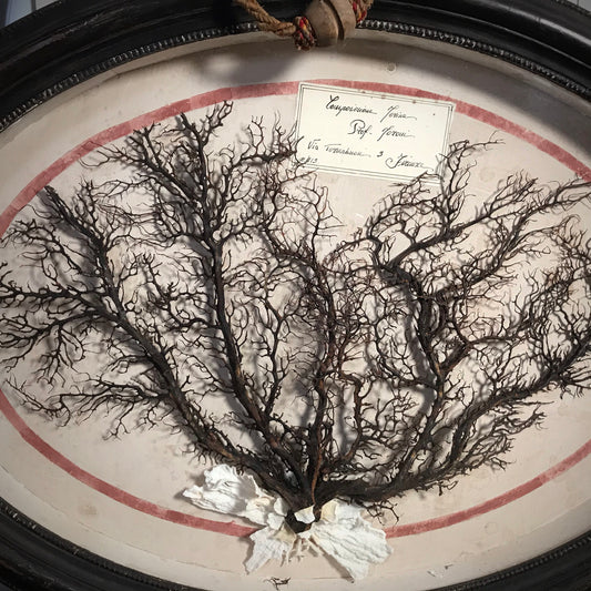 Florentine Museum Piece Black Coral