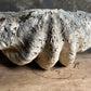Giant Clam Shell or 'Tridacna Gigas'
