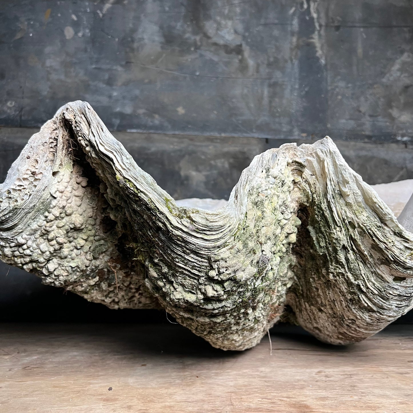 Enormous Antique Giant Clam Shell ‘Tridacna Gigas’
