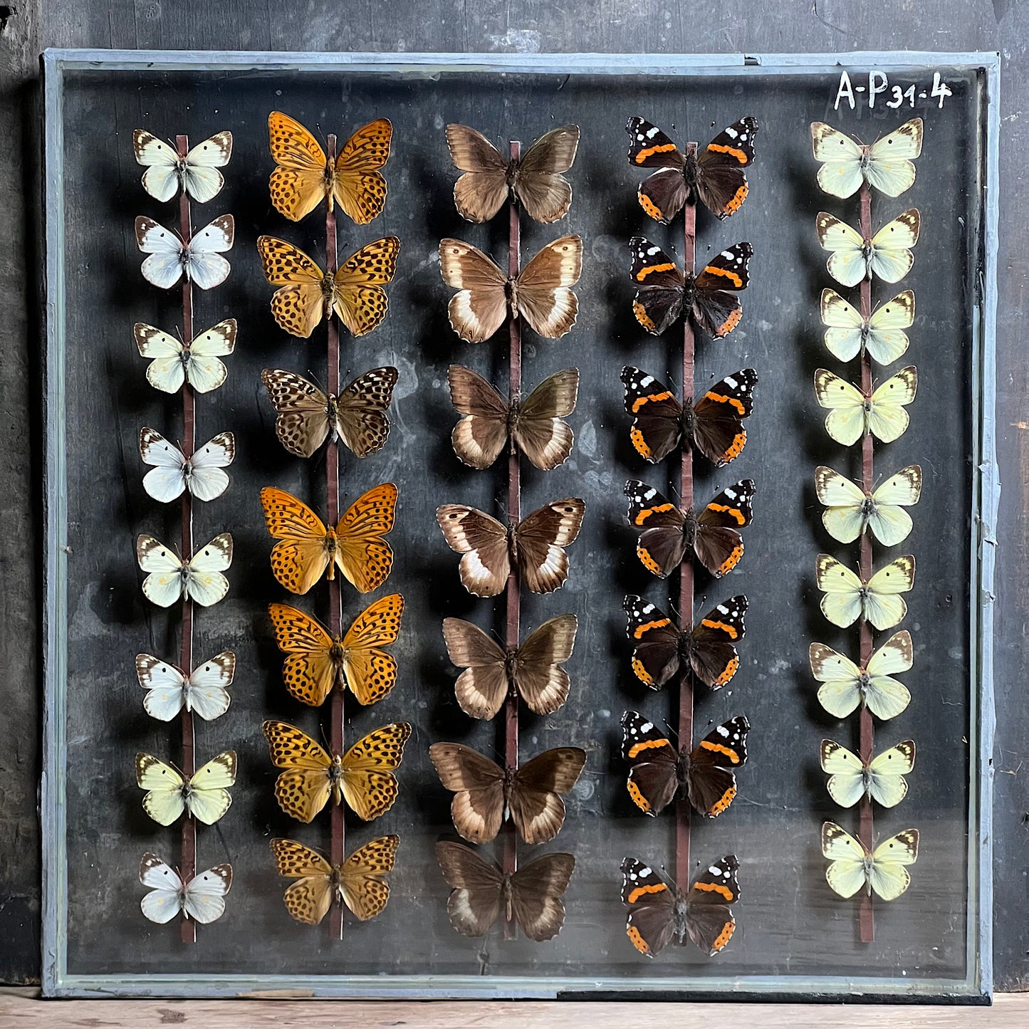 Vintage Butterfly Case II - Formerly Museum Collection Mid 20th Century