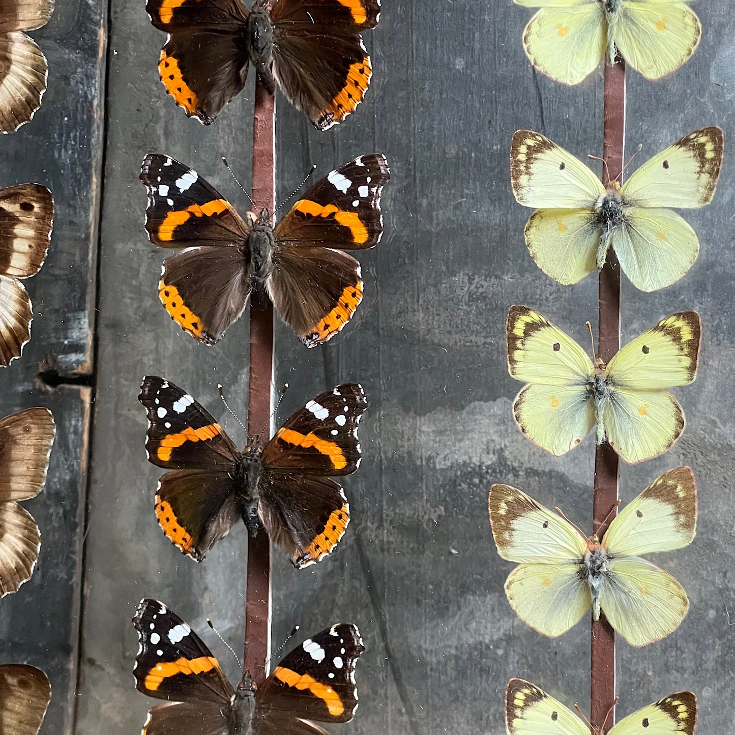 Vintage Butterfly Case II - Formerly Museum Collection Mid 20th Century