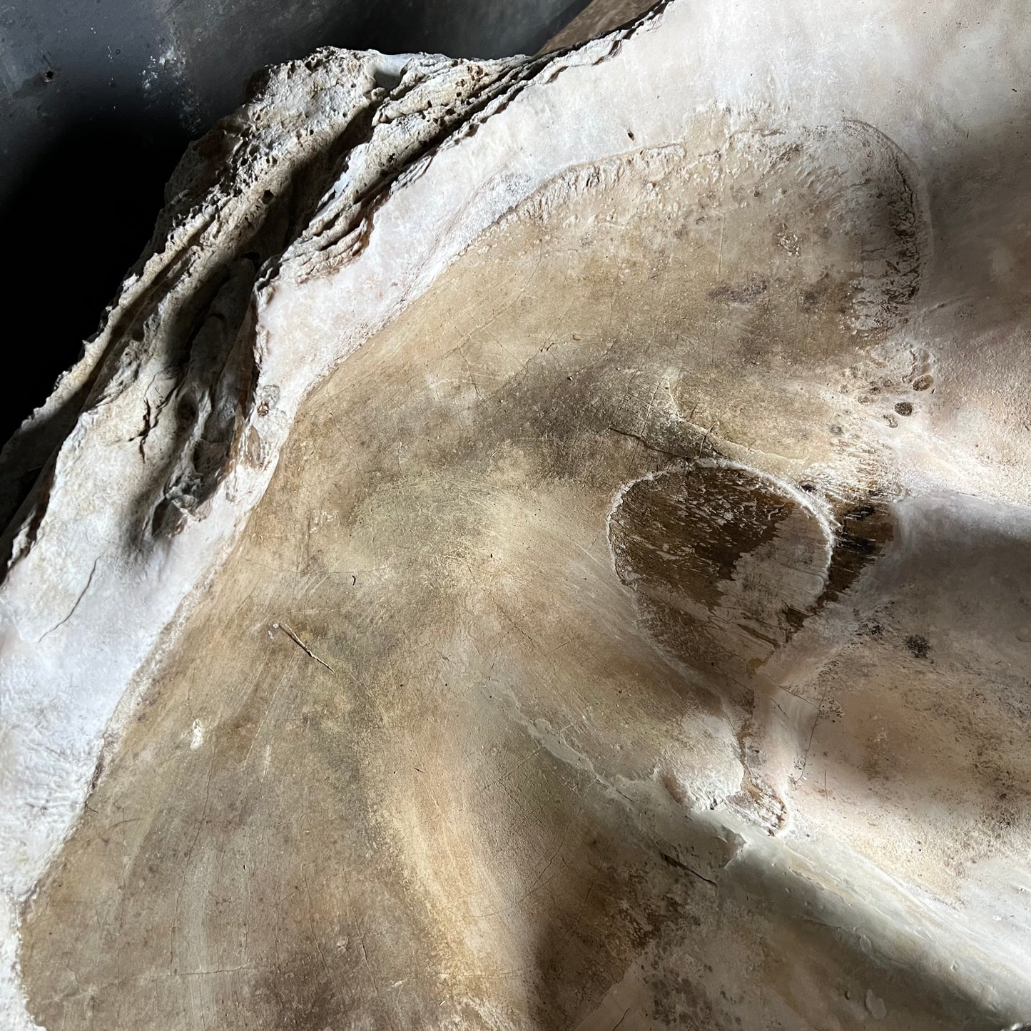 Enormous Antique Giant Clam Shell ‘Tridacna Gigas’