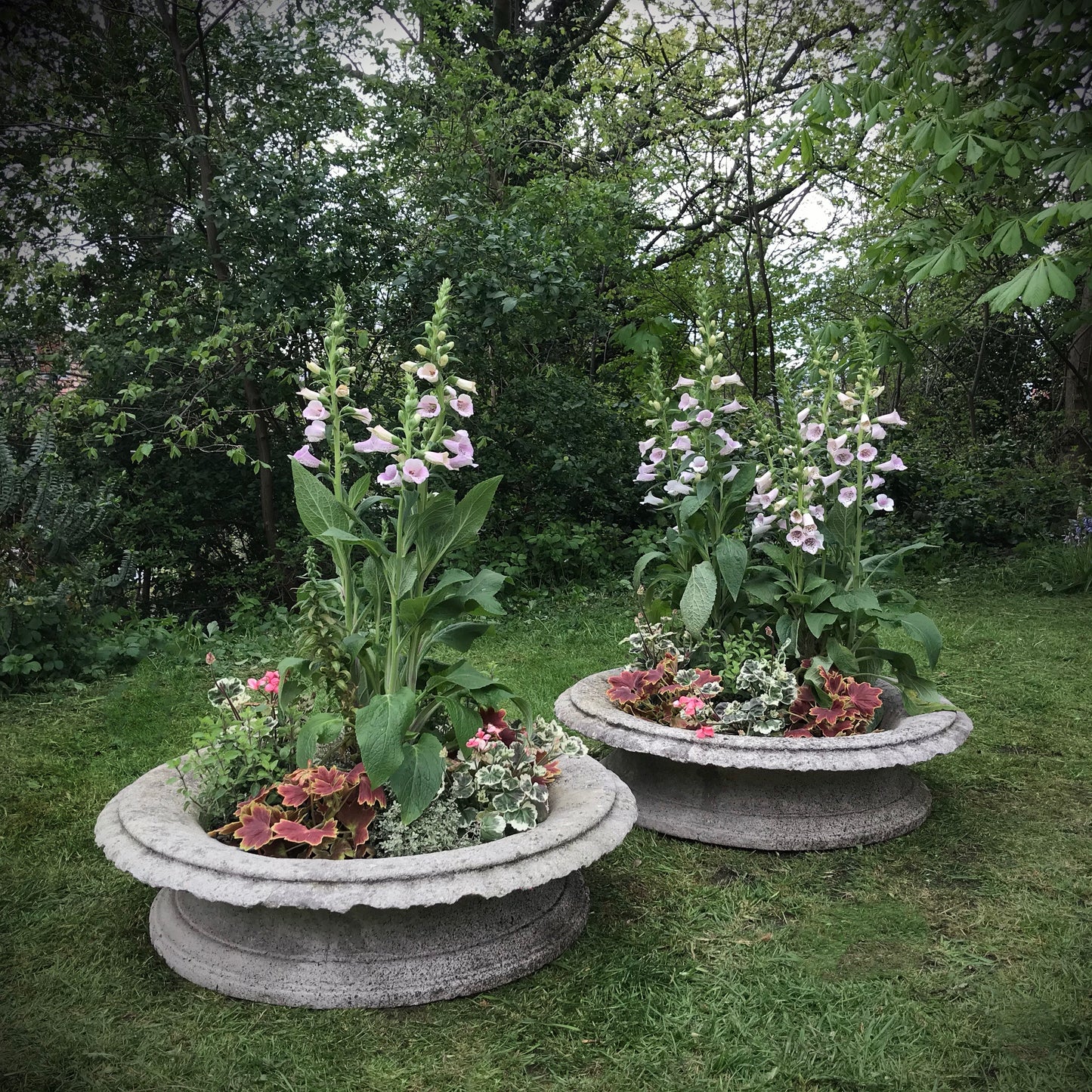 A Grand Scale Pair of Mid-20th Century Tazza Urns