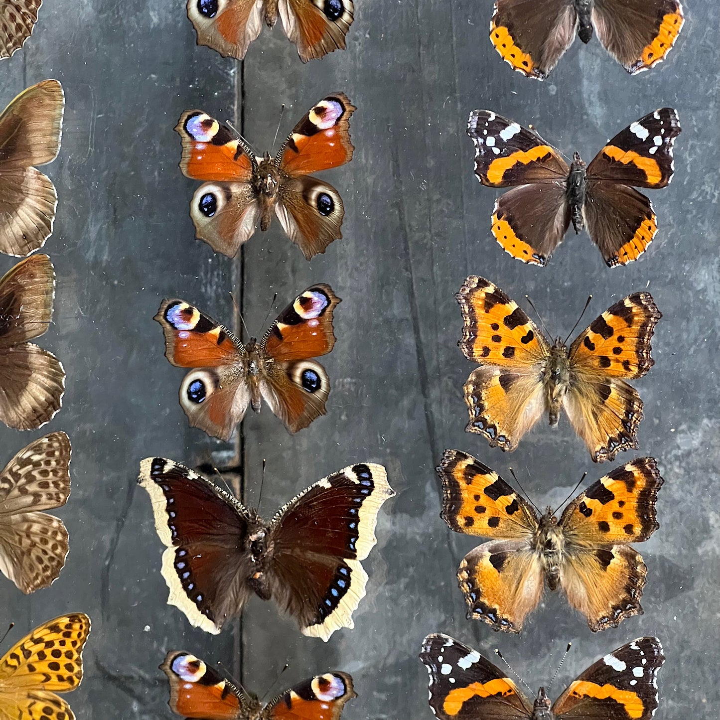 Vintage Butterfly Case I - Formerly Museum Collection Mid 20th Century