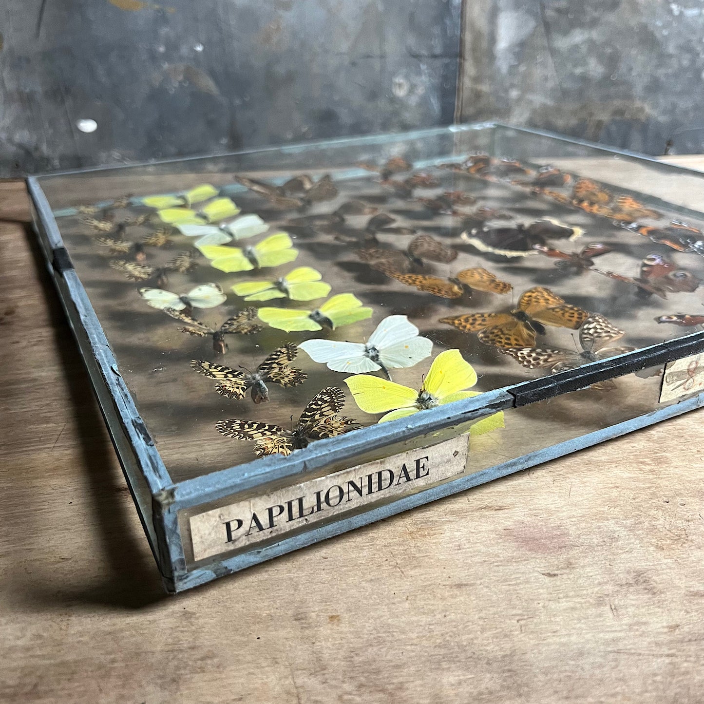 Vintage Butterfly Case I - Formerly Museum Collection Mid 20th Century