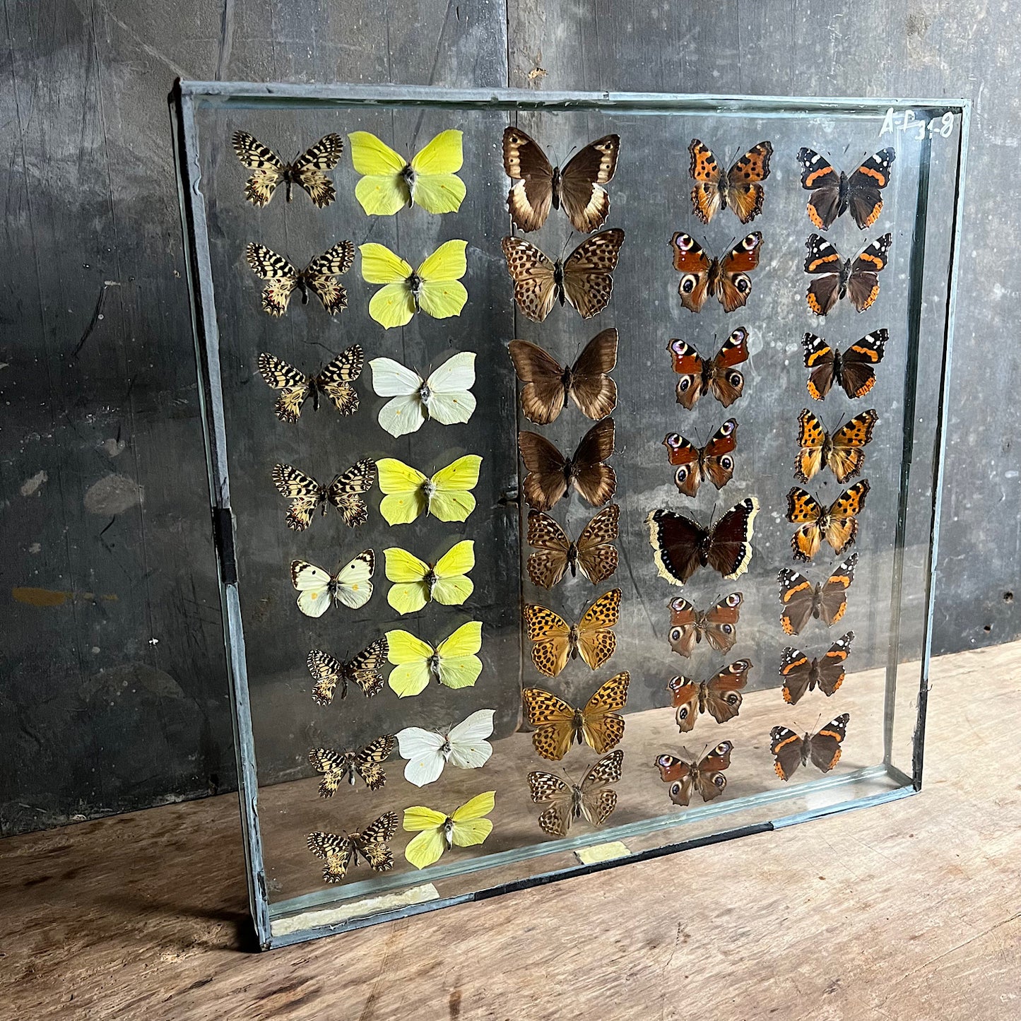 Vintage Butterfly Case I - Formerly Museum Collection Mid 20th Century