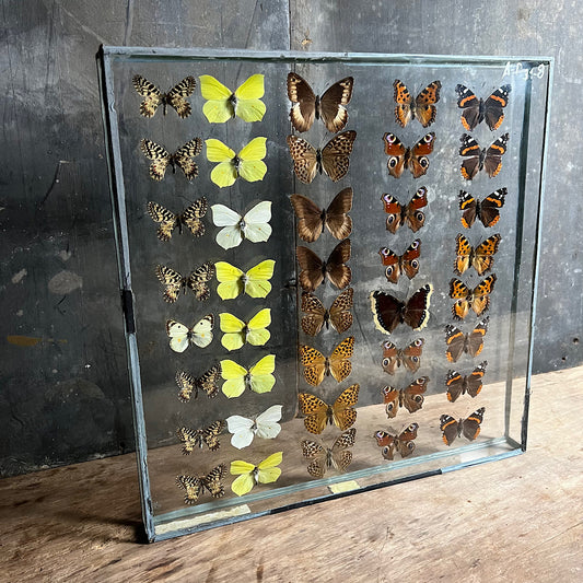 Vintage Butterfly Case I - Formerly Museum Collection Mid 20th Century