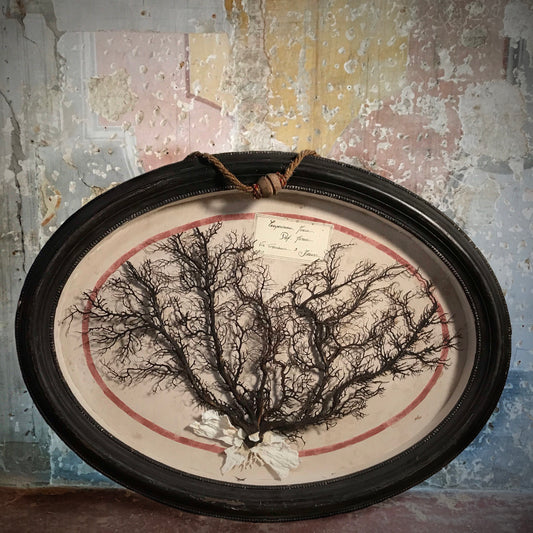 Florentine Museum Piece Black Coral