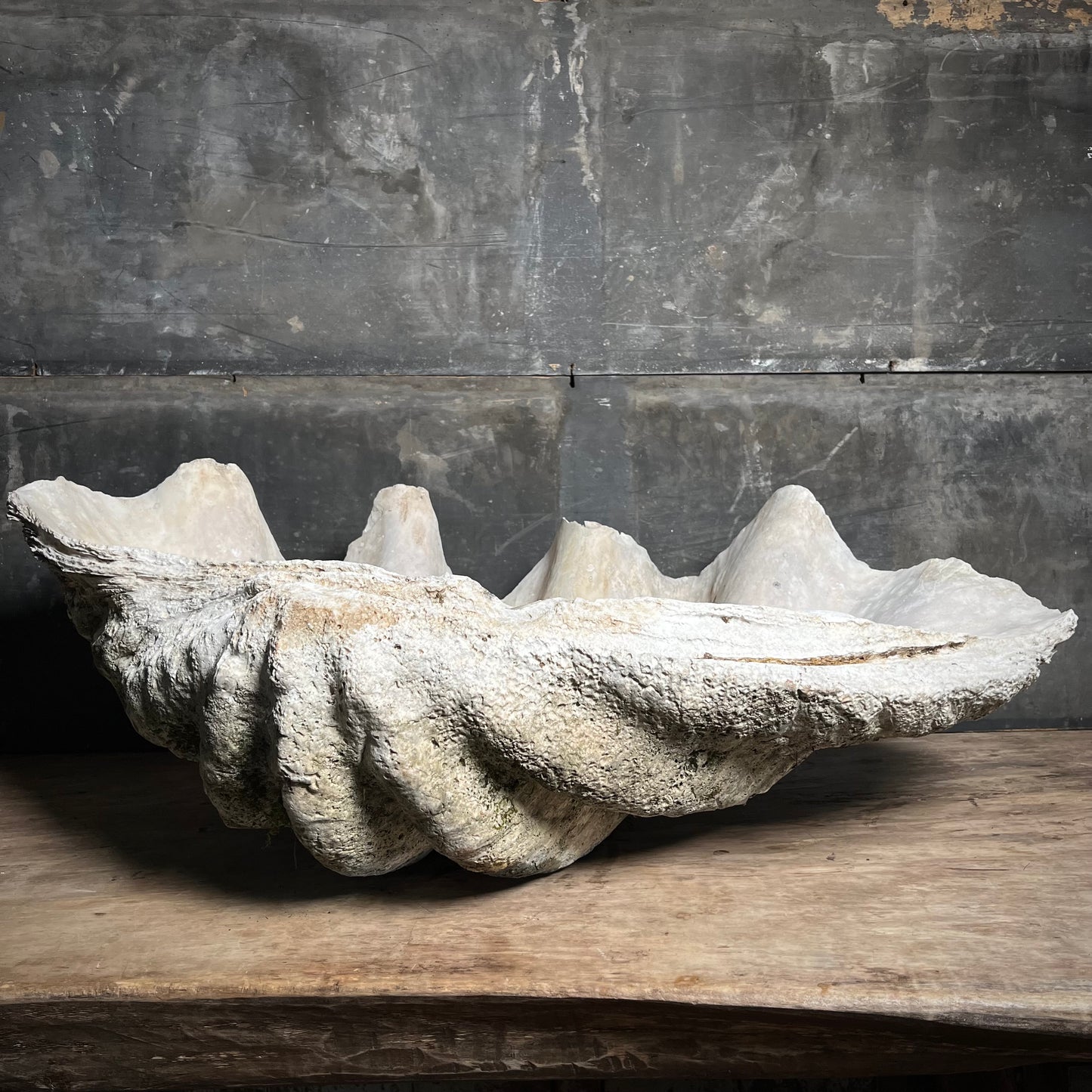 Enormous Antique Giant Clam Shell ‘Tridacna Gigas’