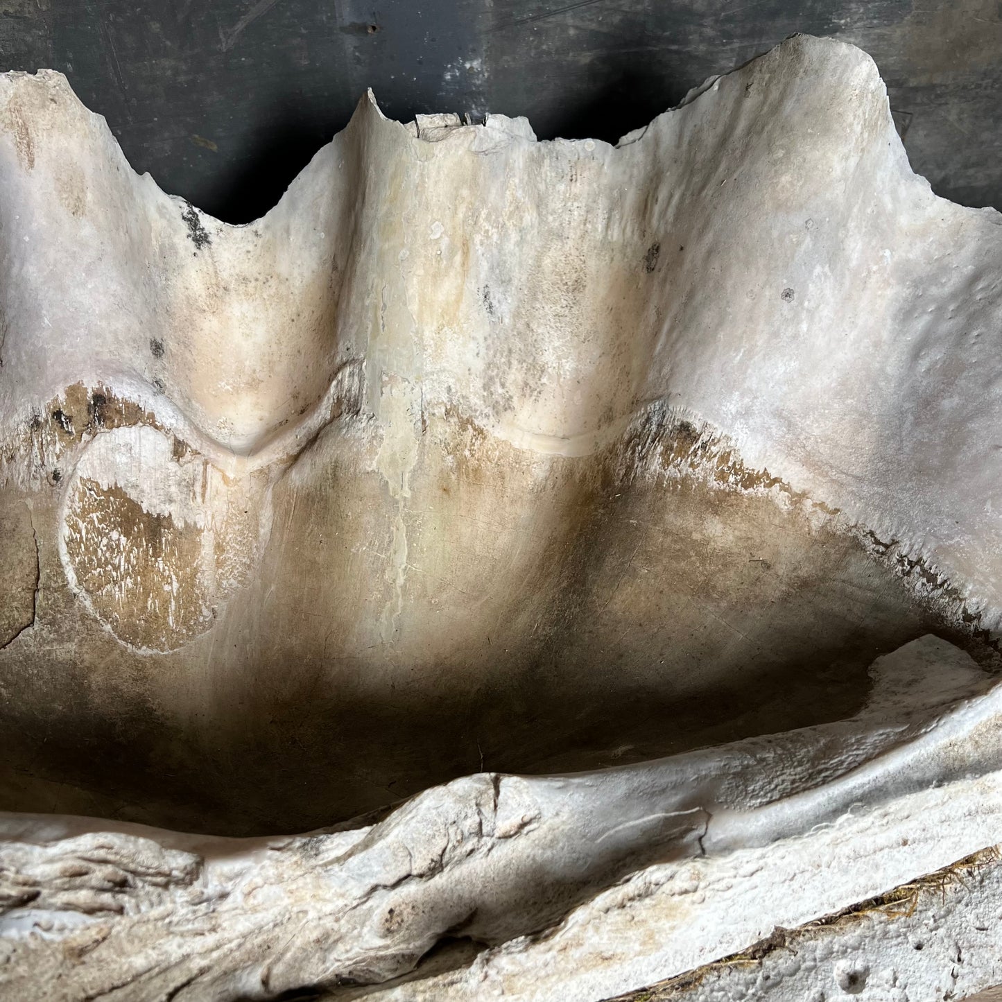 Enormous Antique Giant Clam Shell ‘Tridacna Gigas’