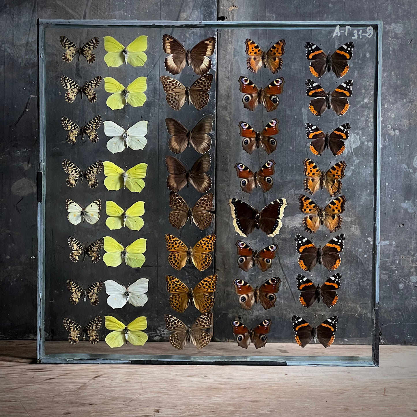 Vintage Butterfly Case I - Formerly Museum Collection Mid 20th Century