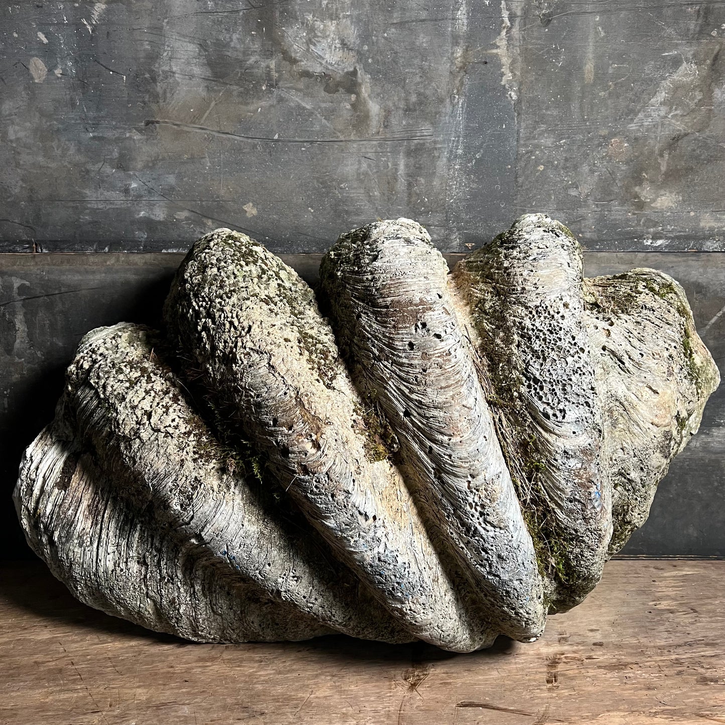 Enormous Antique Giant Clam Shell ‘Tridacna Gigas’