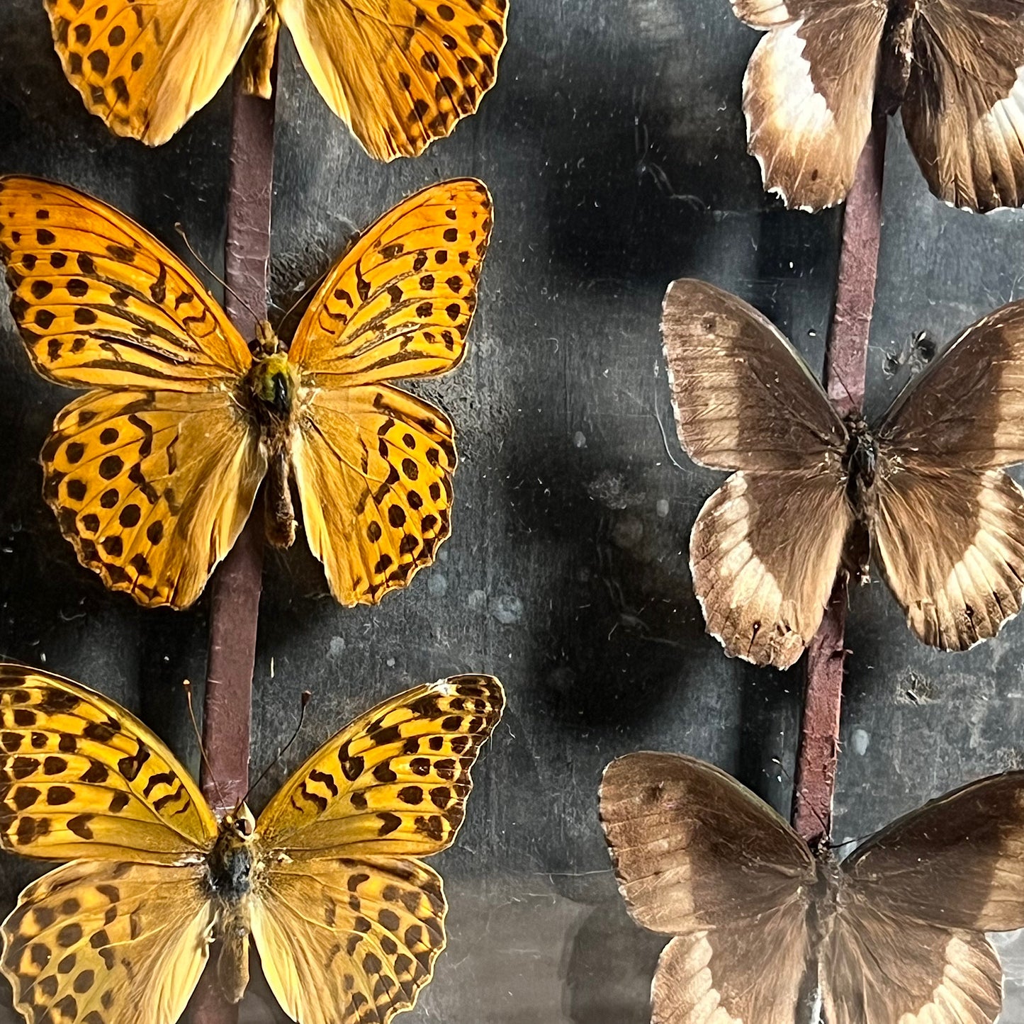 Vintage Butterfly Case II - Formerly Museum Collection Mid 20th Century