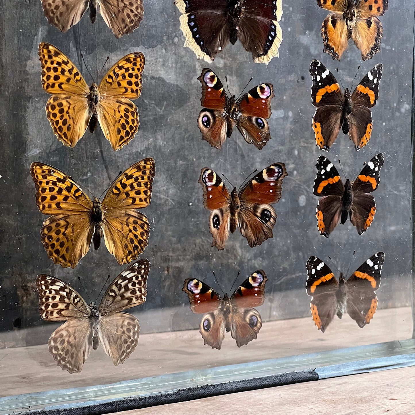 Vintage Butterfly Case I - Formerly Museum Collection Mid 20th Century