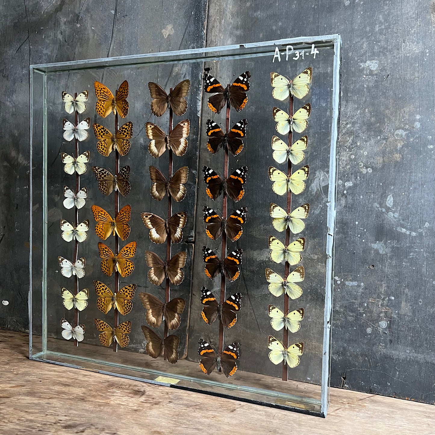 Vintage Butterfly Case II - Formerly Museum Collection Mid 20th Century