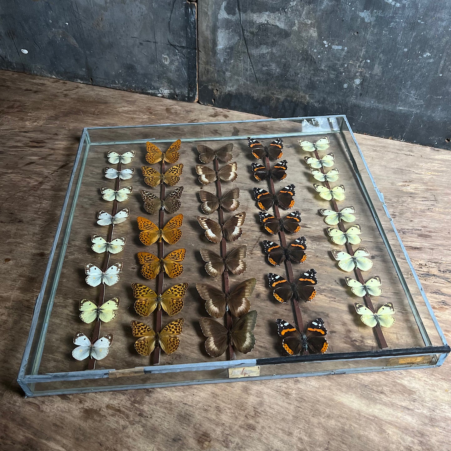 Vintage Butterfly Case II - Formerly Museum Collection Mid 20th Century