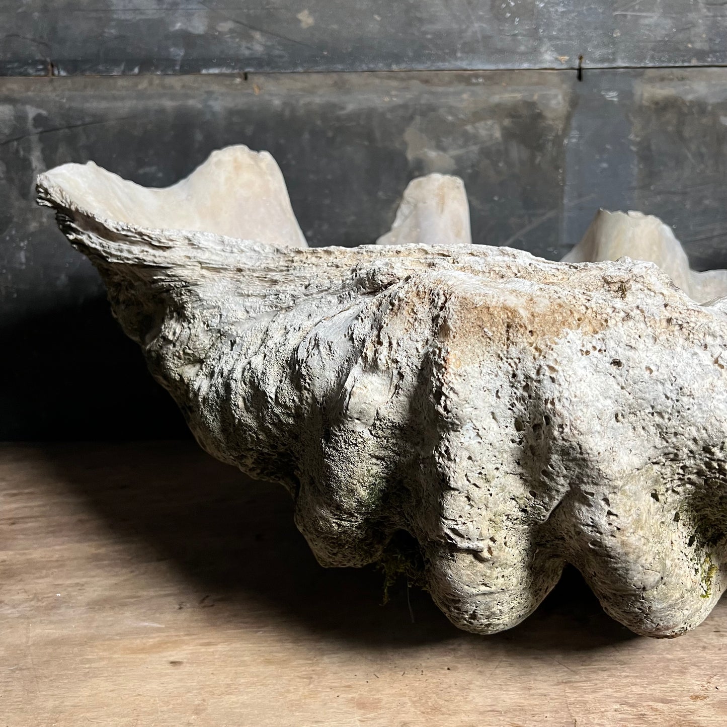 Enormous Antique Giant Clam Shell ‘Tridacna Gigas’