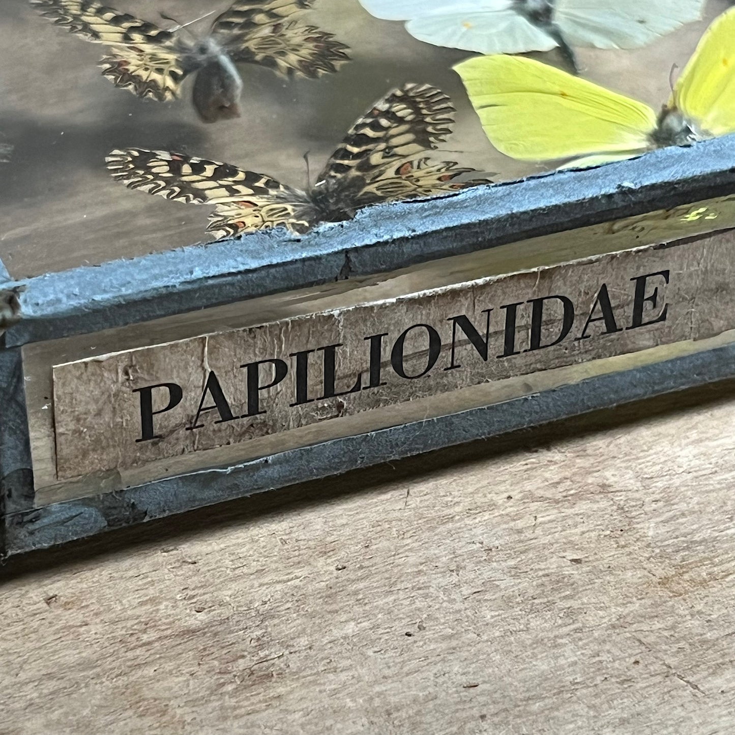 Vintage Butterfly Case I - Formerly Museum Collection Mid 20th Century