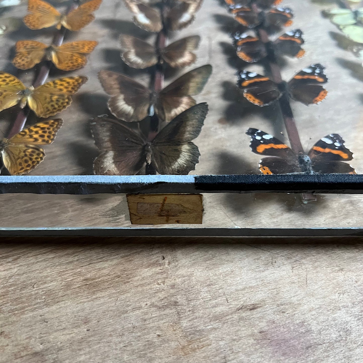 Vintage Butterfly Case II - Formerly Museum Collection Mid 20th Century
