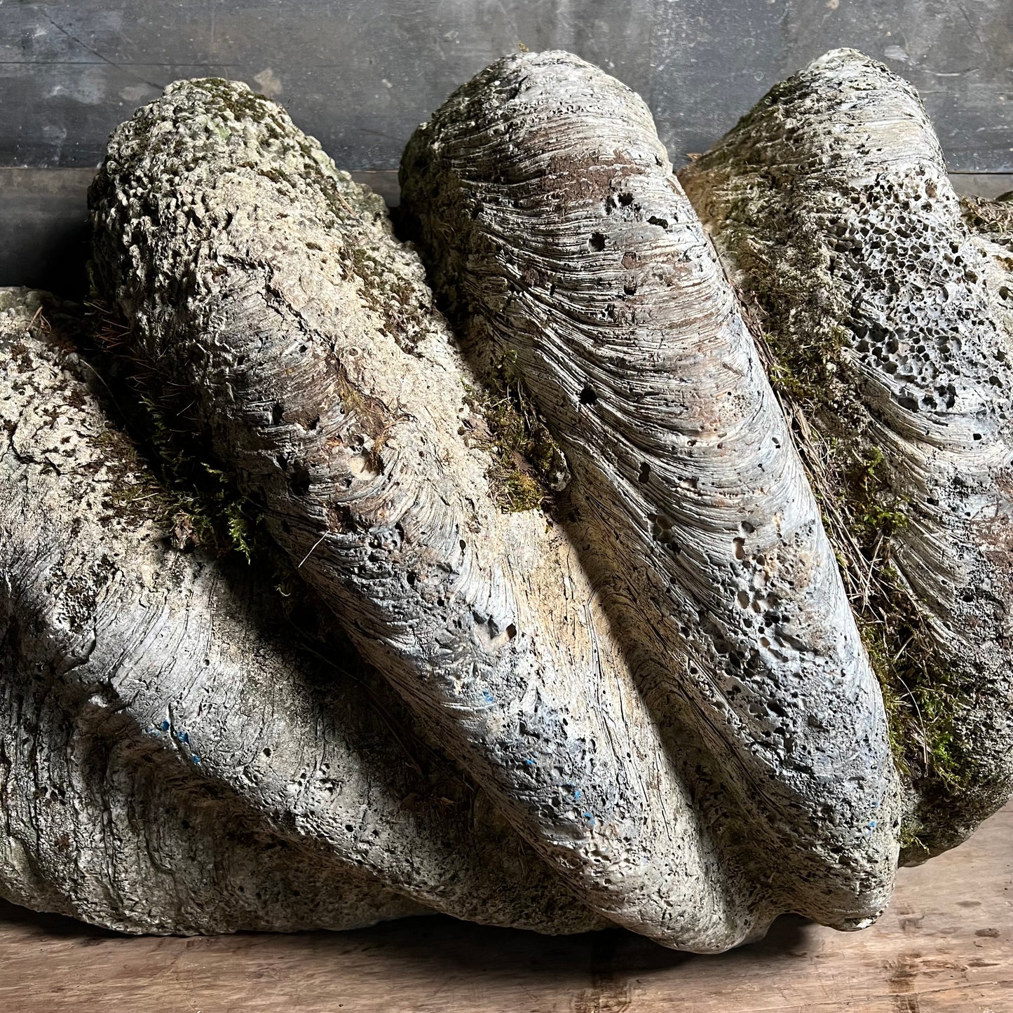 Enormous Antique Giant Clam Shell ‘Tridacna Gigas’